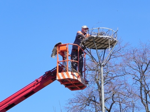 Úprava hniezdnej podložky bociana bieleho