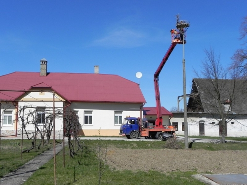 Úprava hniezdnej podložky bociana bieleho