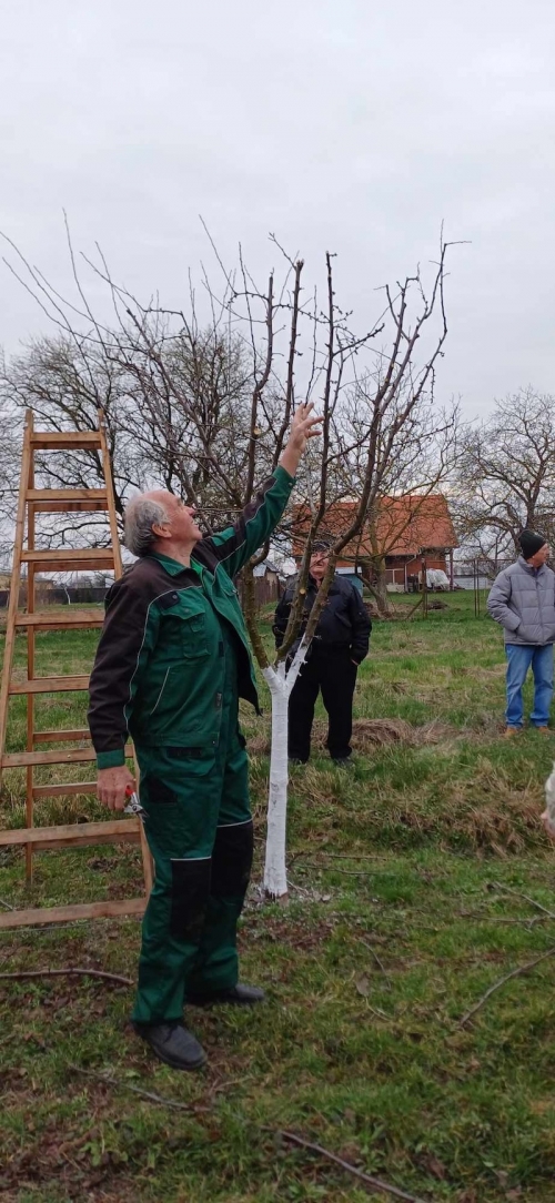 Ukážka rezu ovocných drevín