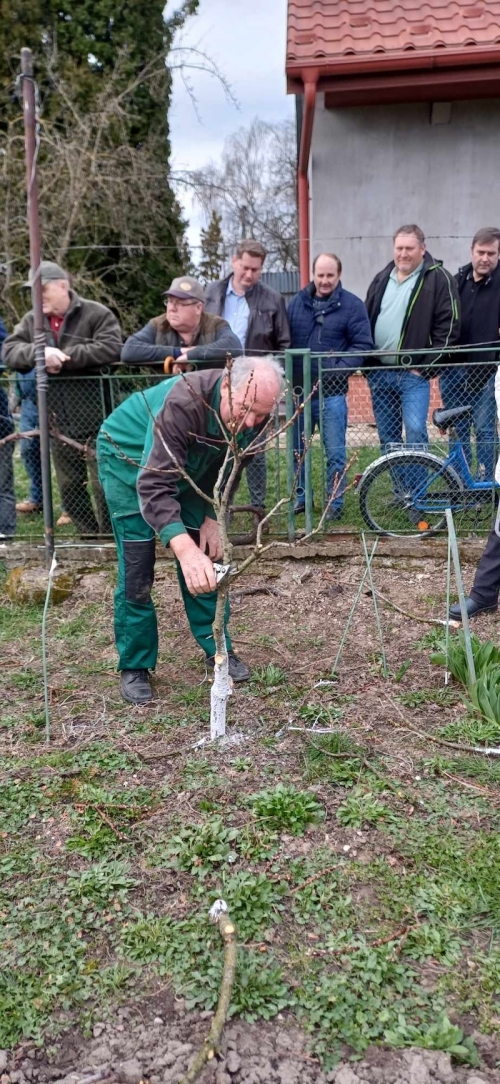 Ukážka rezu ovocných drevín