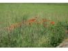 Morava 2007